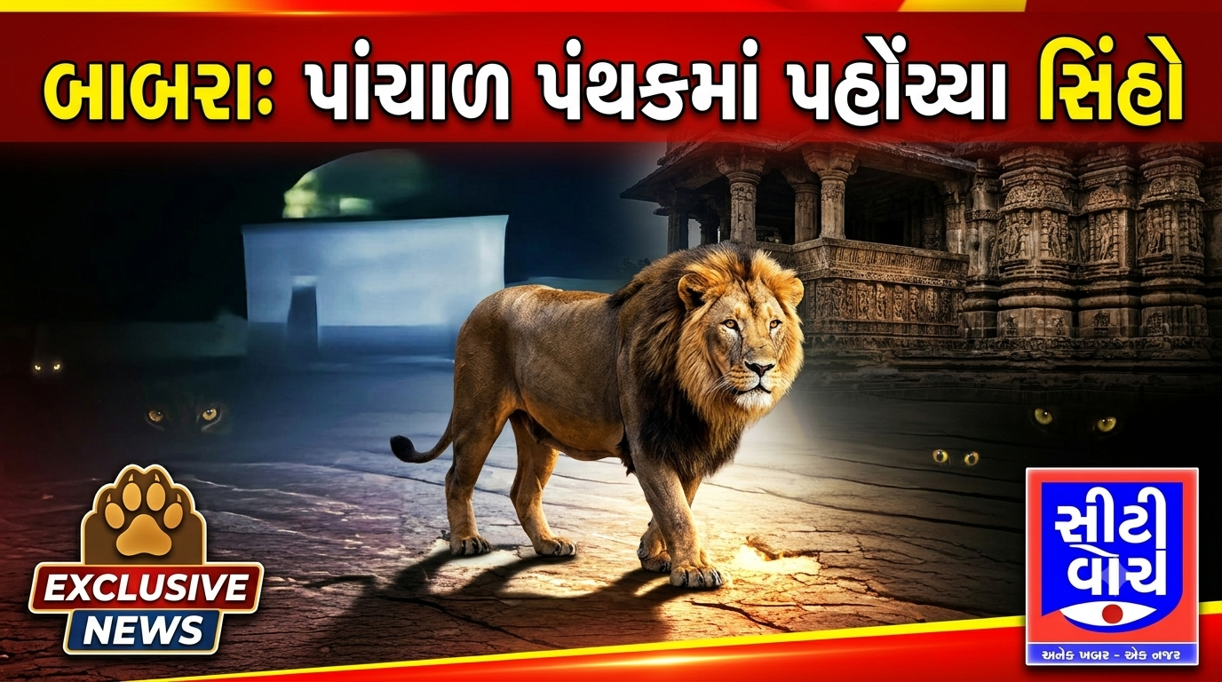 Babara ના પાંચાળ પંથકમાં પહોંચ્યા સિંહો