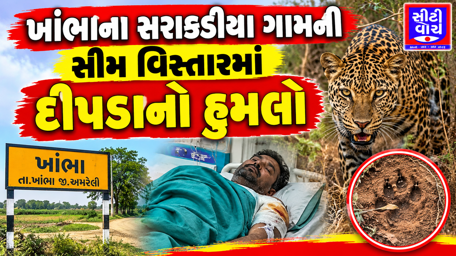 Khambha ના સરાકડીયા ગામની સીમ વિસ્તારમાં દીપડાનો હુમલો