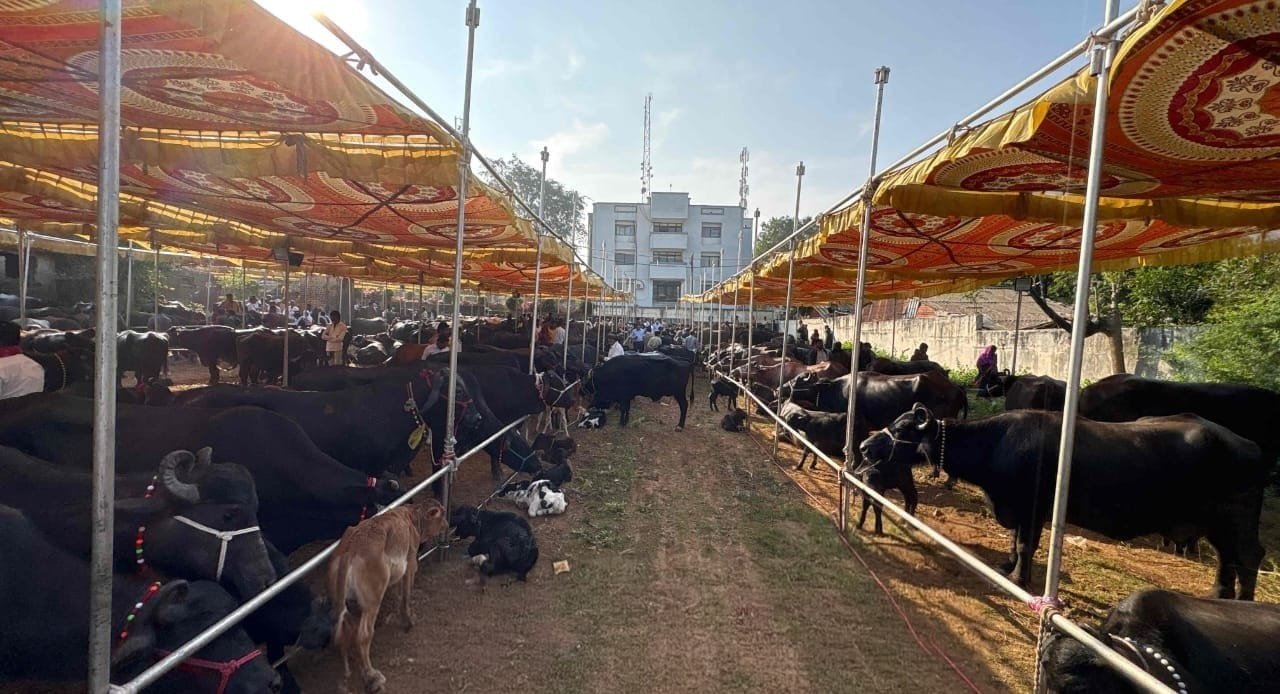 રાજ્યની આદિજાતિ મહિલાઓ માટે 'સંકલિત ડેરી વિકાસ યોજના' બની આત્મનિર્ભરતાનો આધાર